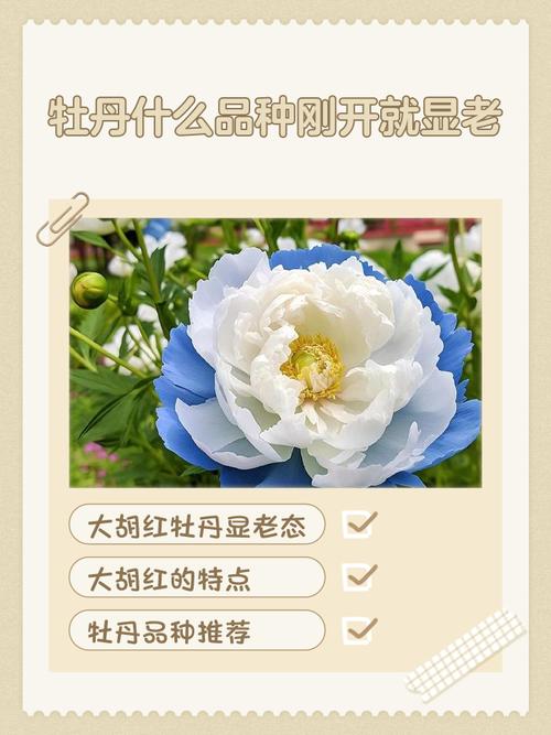 珍贵牡丹花品种有哪些?-图1 珍贵牡丹花品种有哪些?-图1