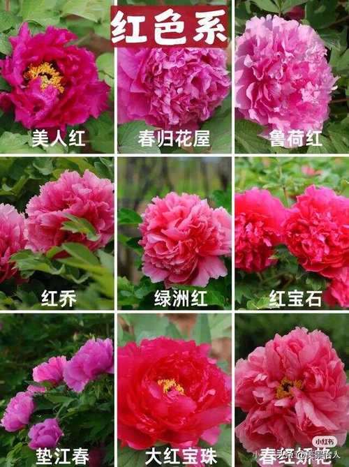 珍贵牡丹花品种有哪些?-图2 珍贵牡丹花品种有哪些?-图2