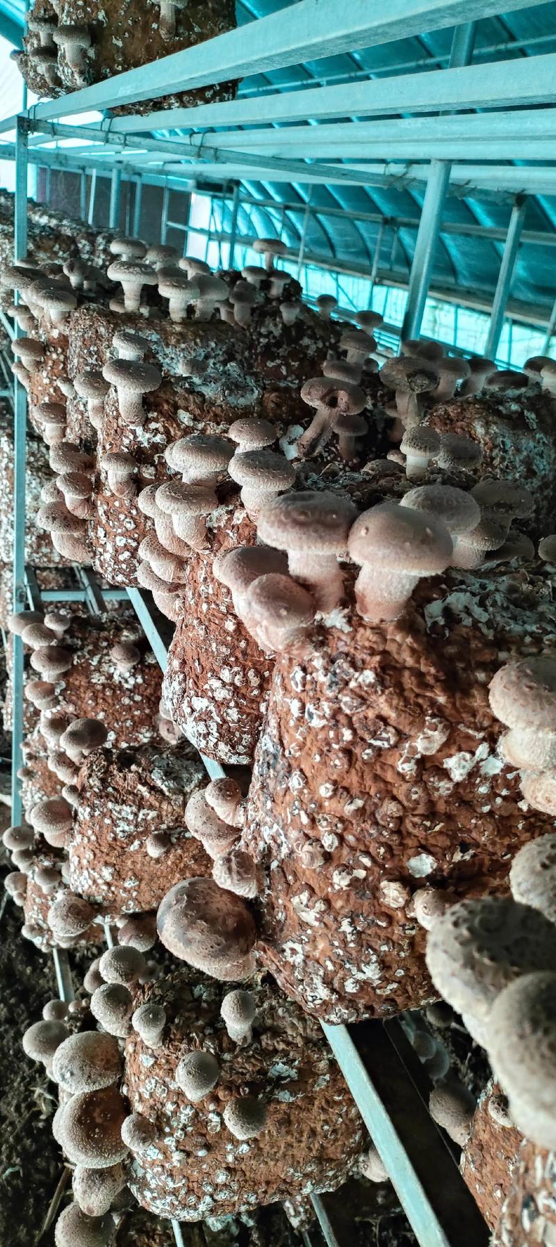 香菇种植视频，新手能学会吗？-图1