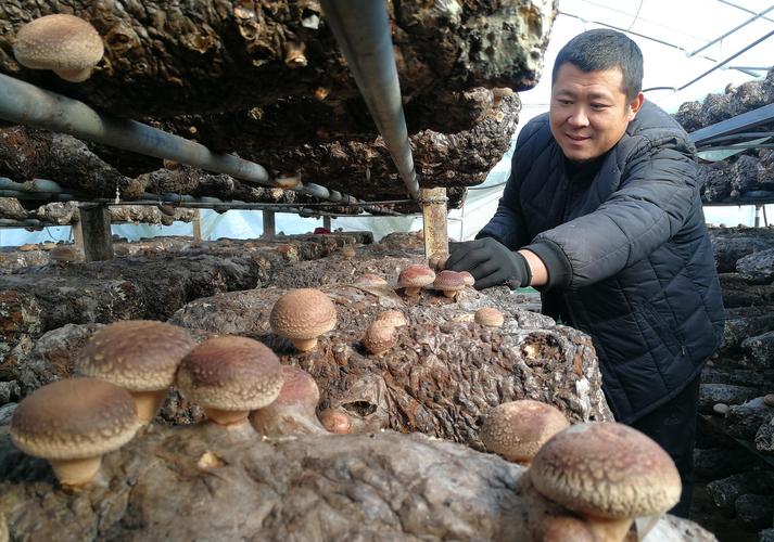 香菇种植视频，新手能学会吗？-图2