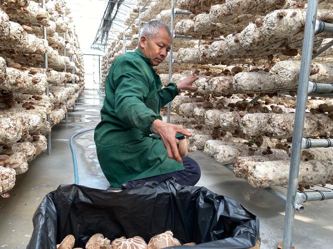 香菇种植视频，新手能学会吗？-图3