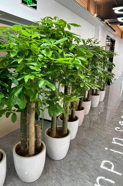 发财树品种有多少？附图片对比？-图1