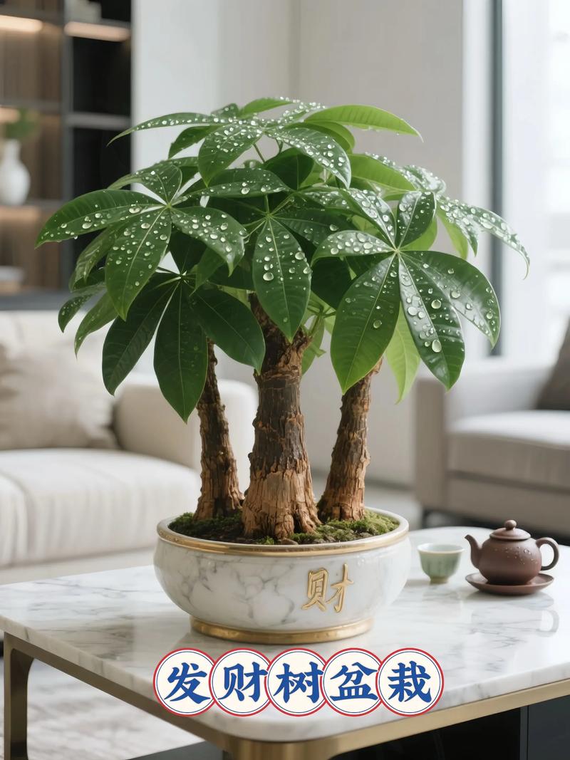 发财树品种有多少？附图片对比？-图2