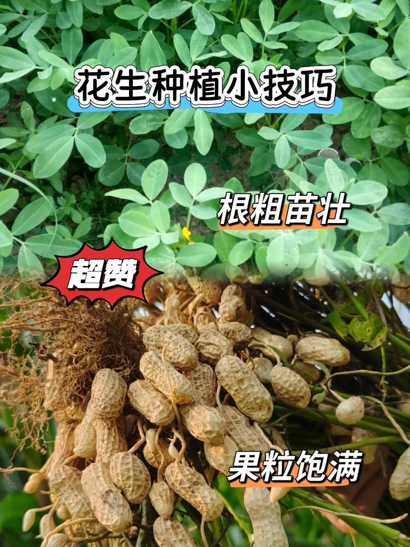 秋季花生怎么种?视频技术要点有哪些?-图3 秋季花生怎么种?视频技术要点有哪些?-图3