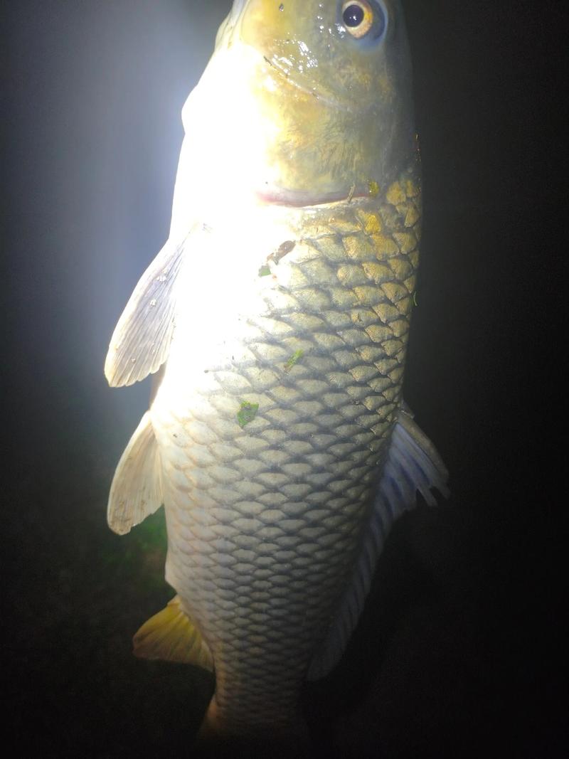 宿迁2025鲤鱼价格会涨还是跌？-图3