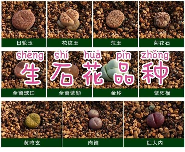 哪些生石花品种颜值最高?-图1 哪些生石花品种颜值最高?-图1