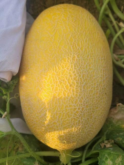 海南哈密瓜有几个品种-图2