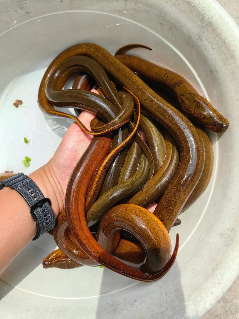 黄鳝蚯蚓养殖技术视频怎么学？-图2