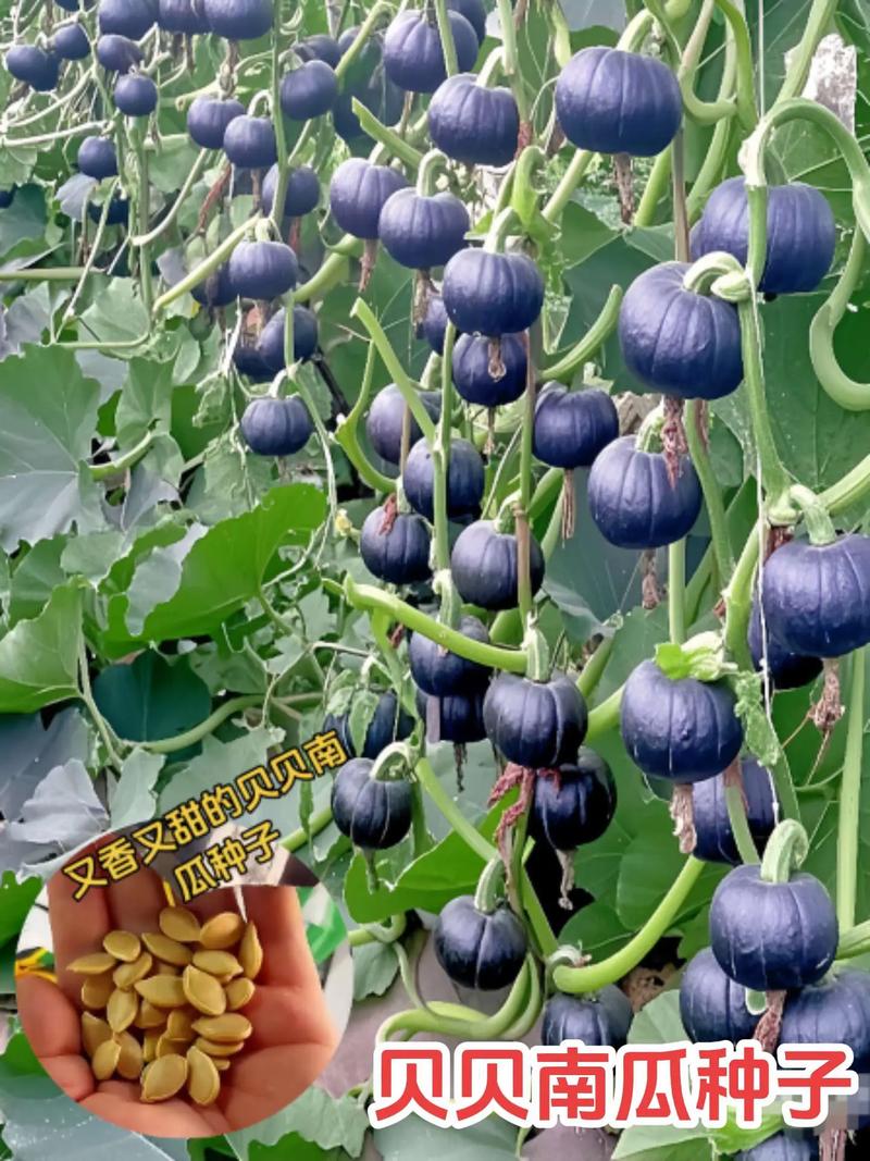 南瓜种植视频怎么管?技术要点有哪些?-图1 南瓜种植视频怎么管?技术要点有哪些?-图1