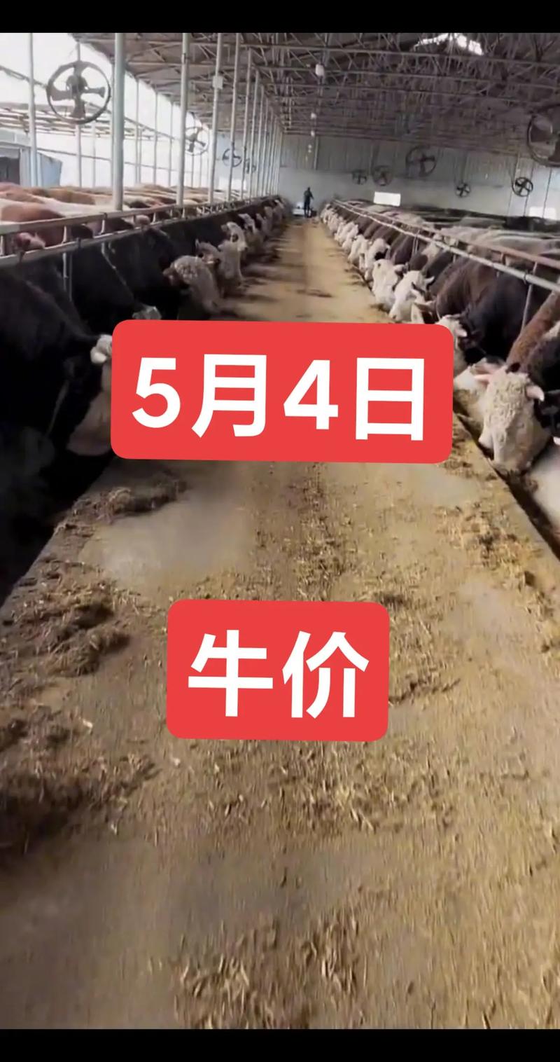2025内蒙古母牛价格多少钱一头？-图3
