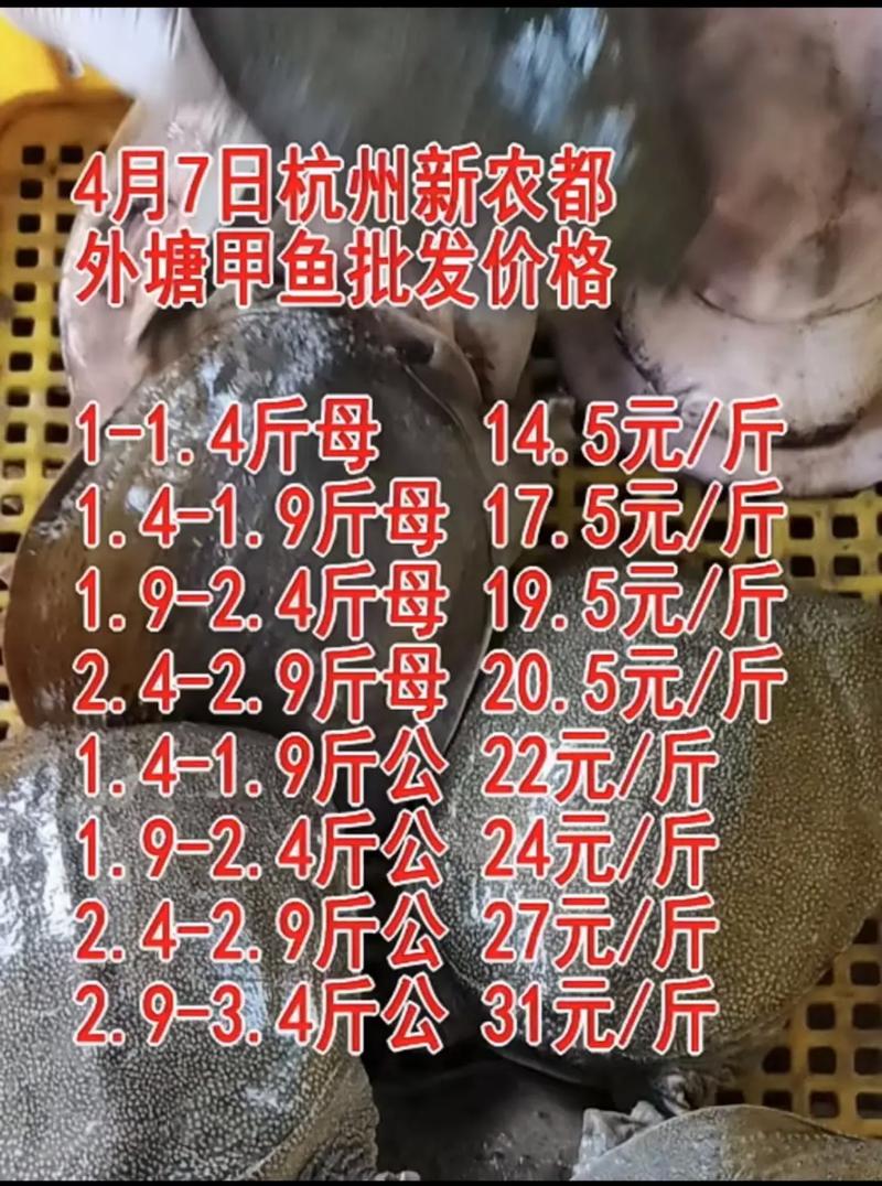 2025温室甲鱼价格会涨还是跌？-图1