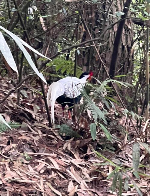 广西桂林白鹇养殖技术-图2 广西桂林白鹇养殖技术-图2
