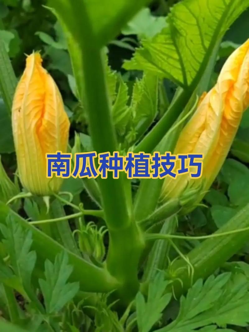 南瓜种植管理技术视频-图1 南瓜种植管理技术视频-图1