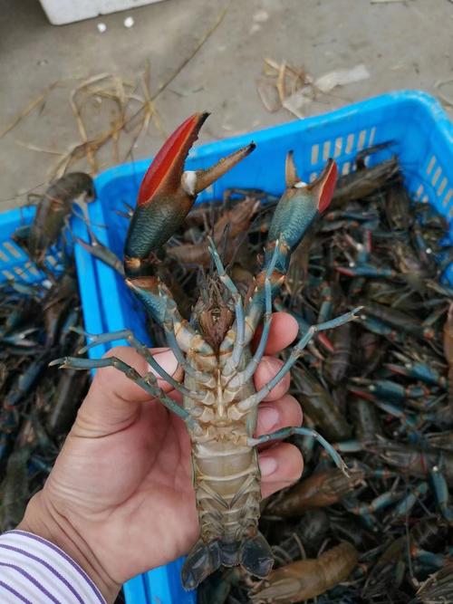 淡水小龙虾品种有哪些?-图1 淡水小龙虾品种有哪些?-图1