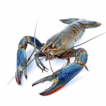 淡水小龙虾品种有哪些?-图2 淡水小龙虾品种有哪些?-图2