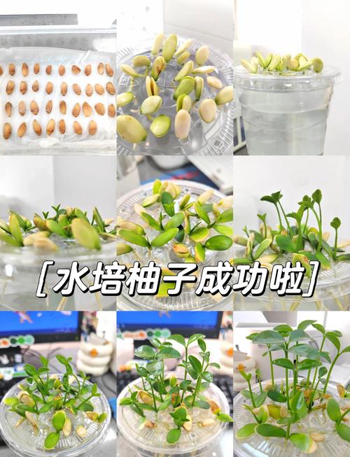 柚子盆栽冬天怎么管理？-图1