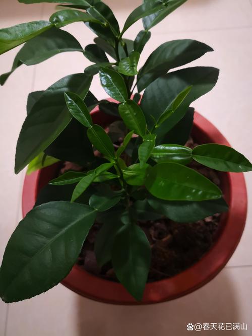 柚子盆栽冬天怎么管理？-图3