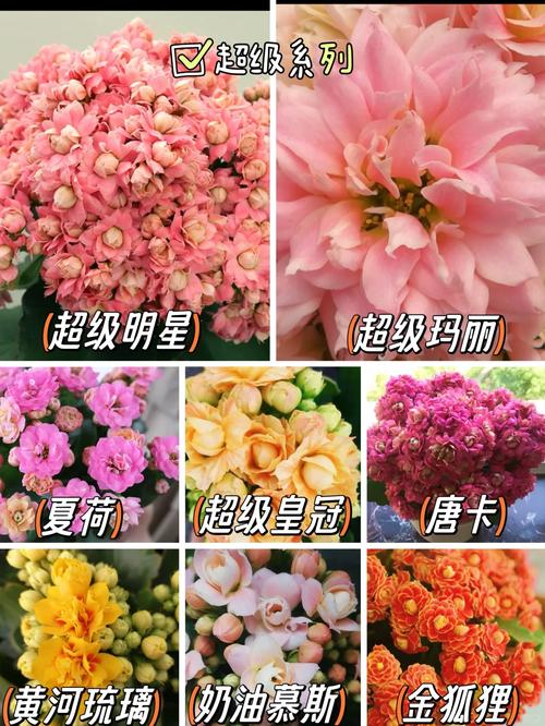 家花有哪些常见品种？-图1