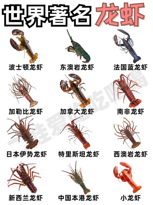 淡水小龙虾究竟有多少品种？-图1