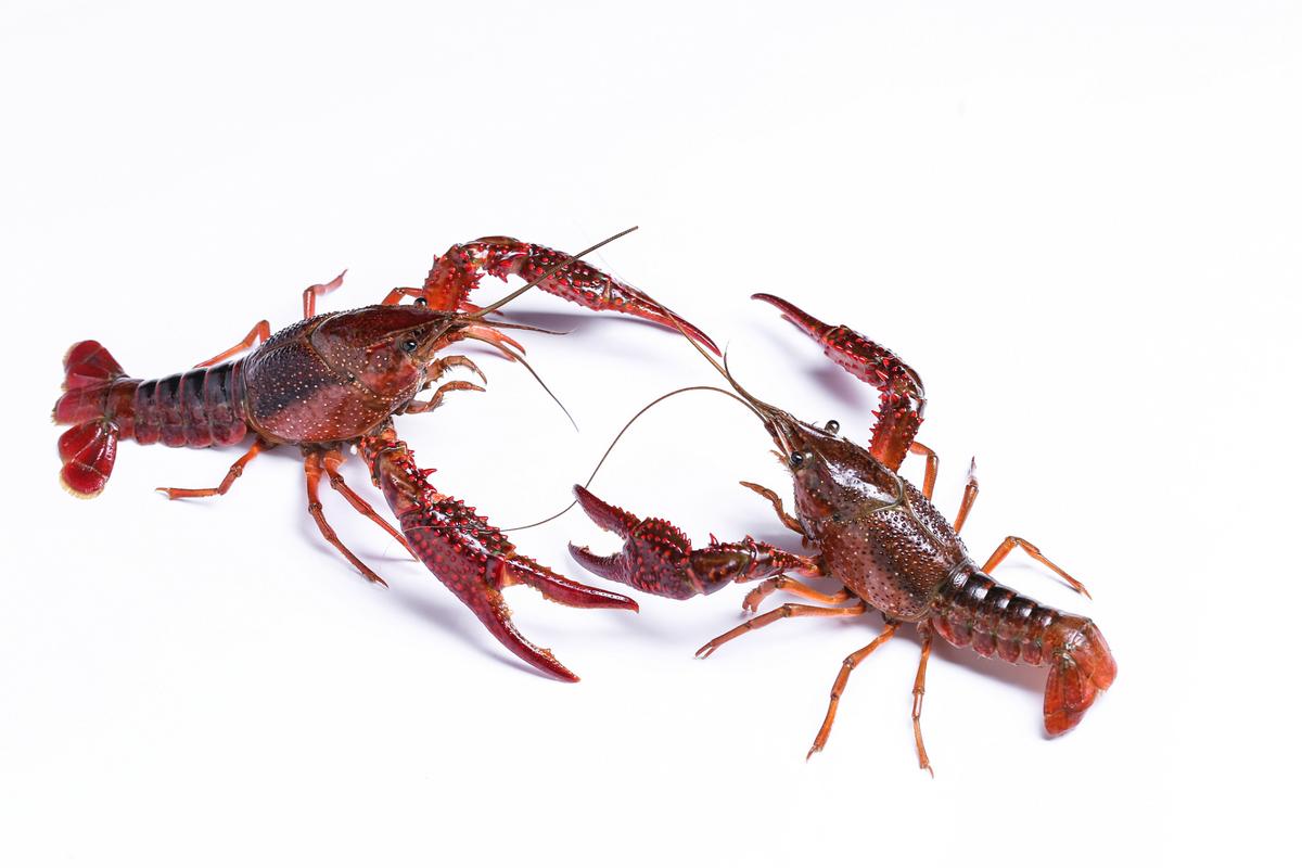 淡水小龙虾究竟有多少品种？-图2