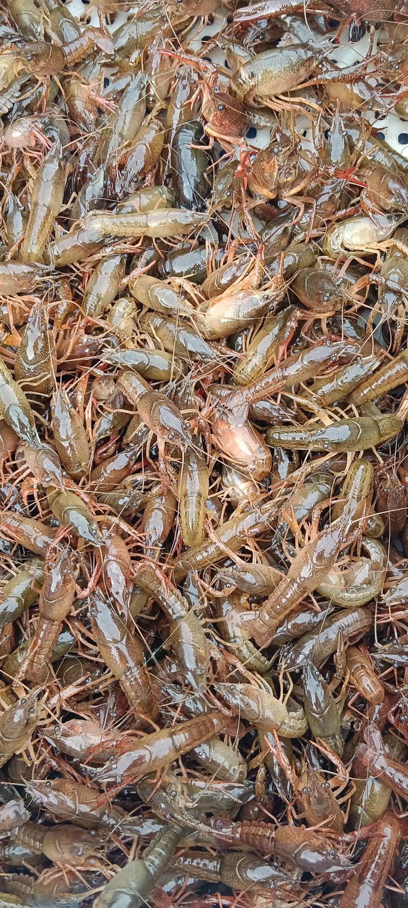 淡水小龙虾究竟有多少品种？-图3