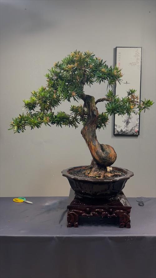 罗汉松最名贵品种是哪个？-图1