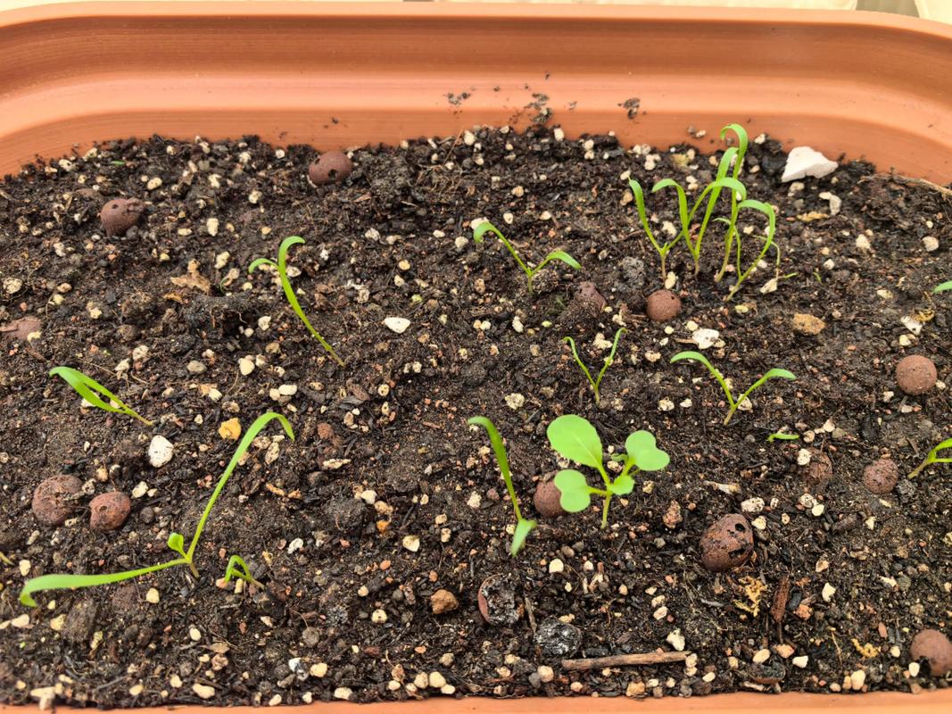 冬季菠菜种植技术要点有哪些?-图1 冬季菠菜种植技术要点有哪些?-图1