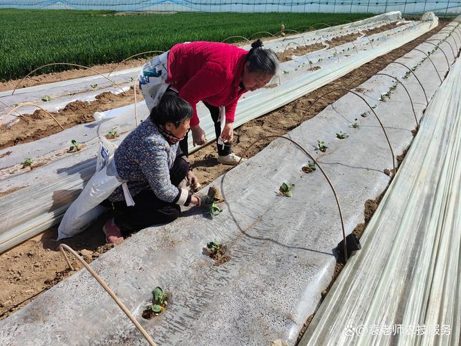 西瓜种植技术视频怎么学？-图1