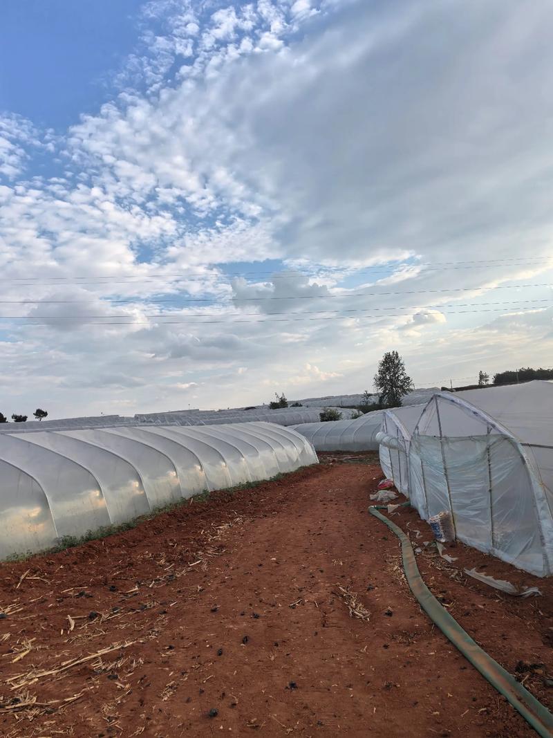 西瓜种植技术视频怎么学？-图2