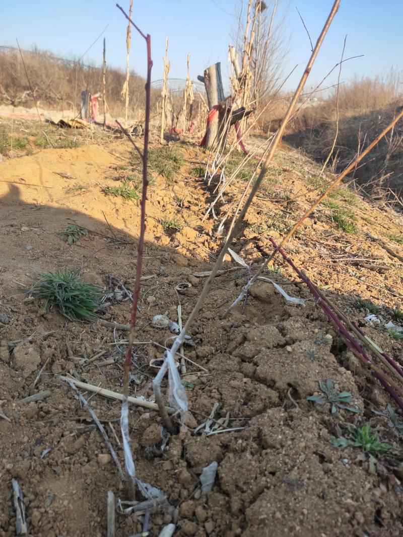 农村致富种养技术有哪些实用方向?-图1 农村致富种养技术有哪些实用方向?-图1