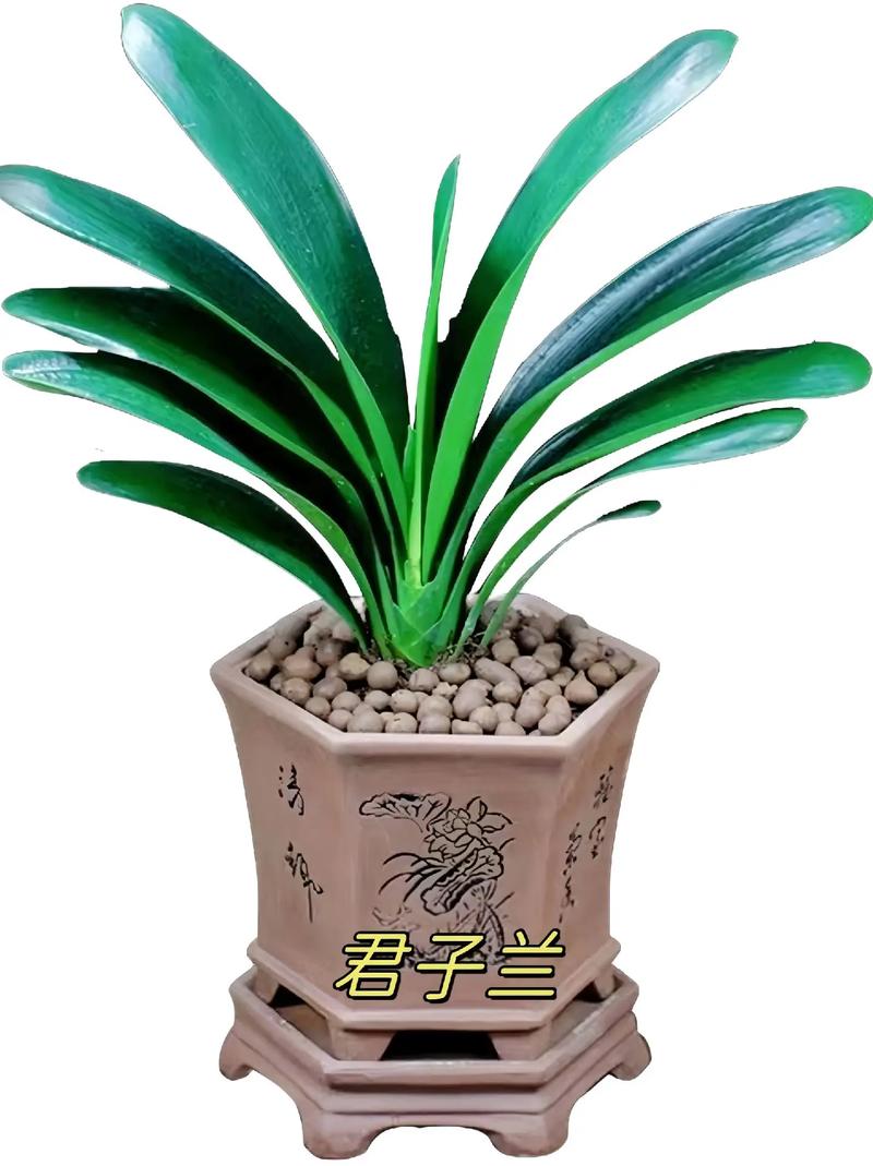 最名贵君子兰品种是哪种？-图3