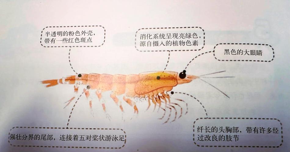 国家虾产业技术体系如何助力产业升级?-图2 国家虾产业技术体系如何助力产业升级?-图2