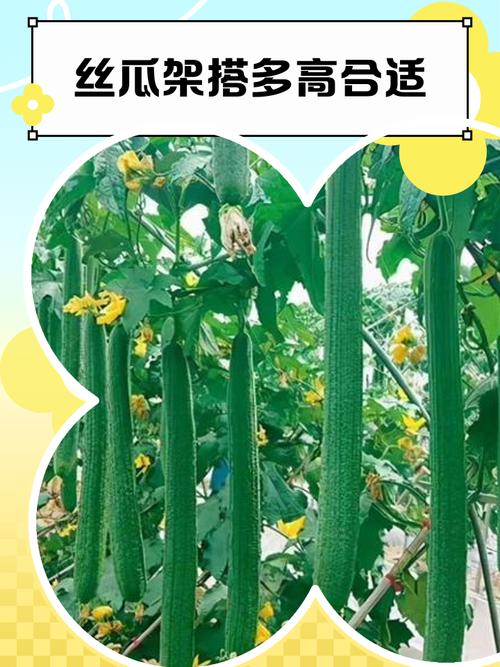 春季种丝瓜，关键技术有哪些？-图2