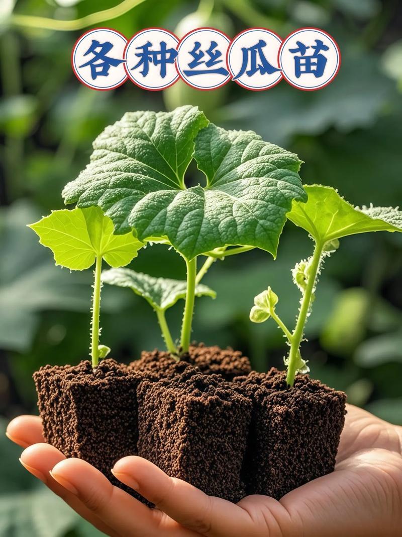 春季种丝瓜，关键技术有哪些？-图3