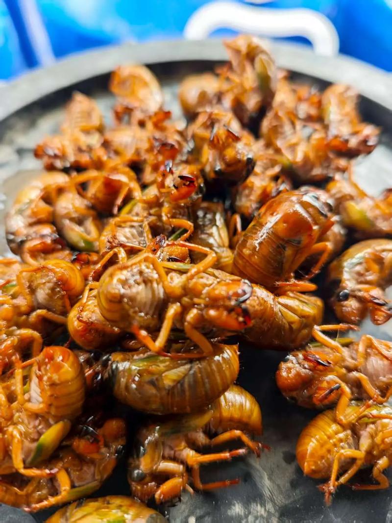 2025临沂金蝉价格会涨还是跌？-图1