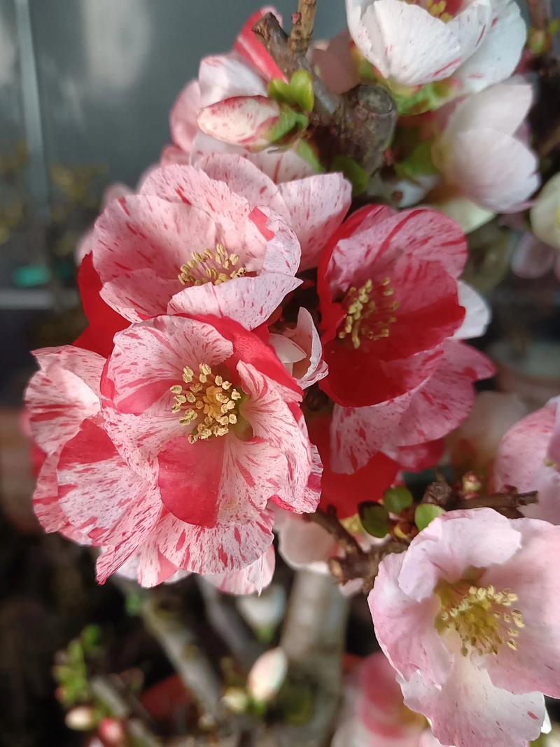 海棠花最好品种是什么-图1 海棠花最好品种是什么-图1