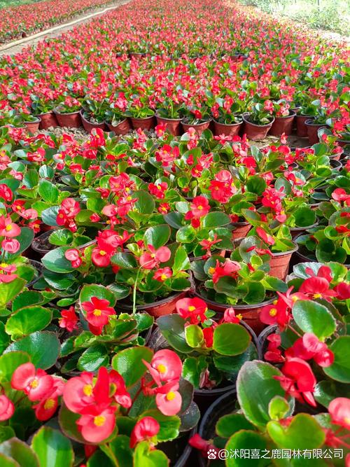 海棠花最好品种是什么-图2 海棠花最好品种是什么-图2