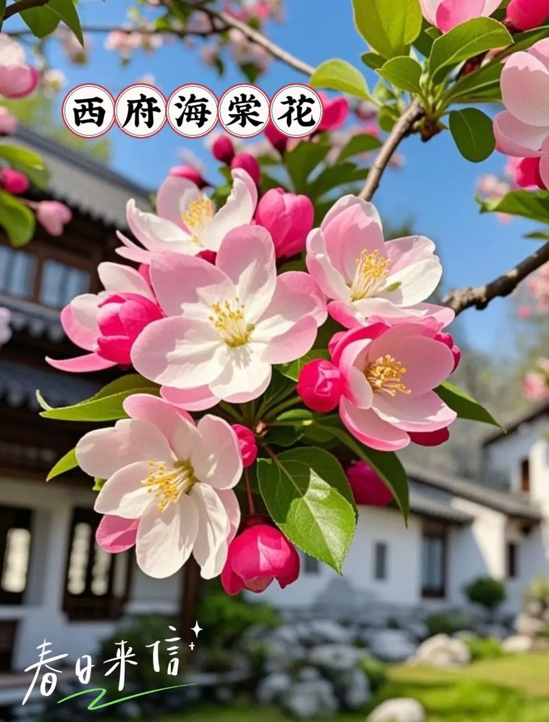 海棠花最好品种是什么-图3 海棠花最好品种是什么-图3