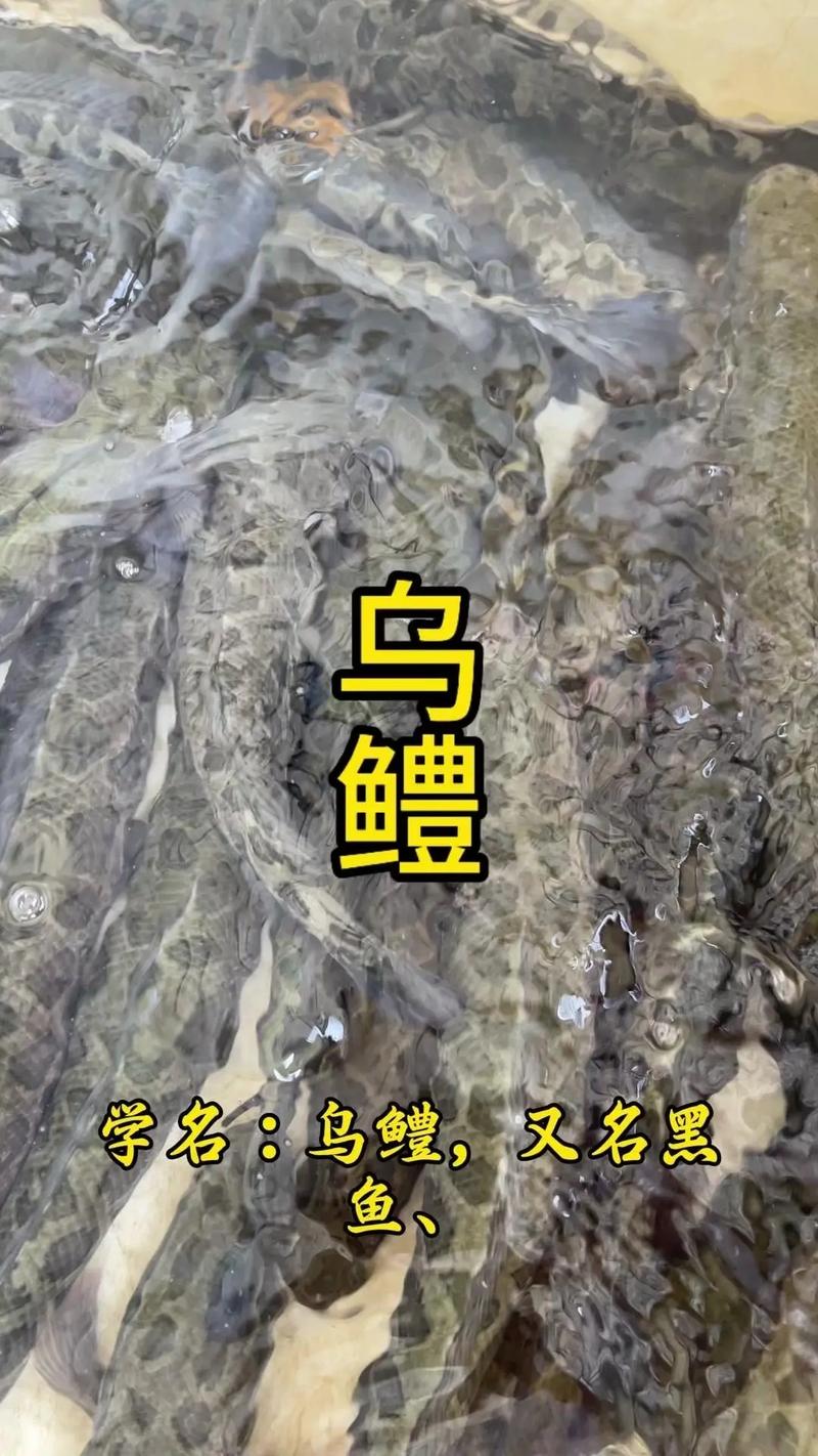 野生乌鱼怎么繁殖？视频技术要点有哪些？-图1