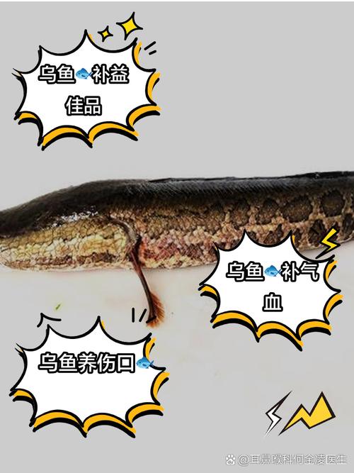 野生乌鱼怎么繁殖？视频技术要点有哪些？-图2