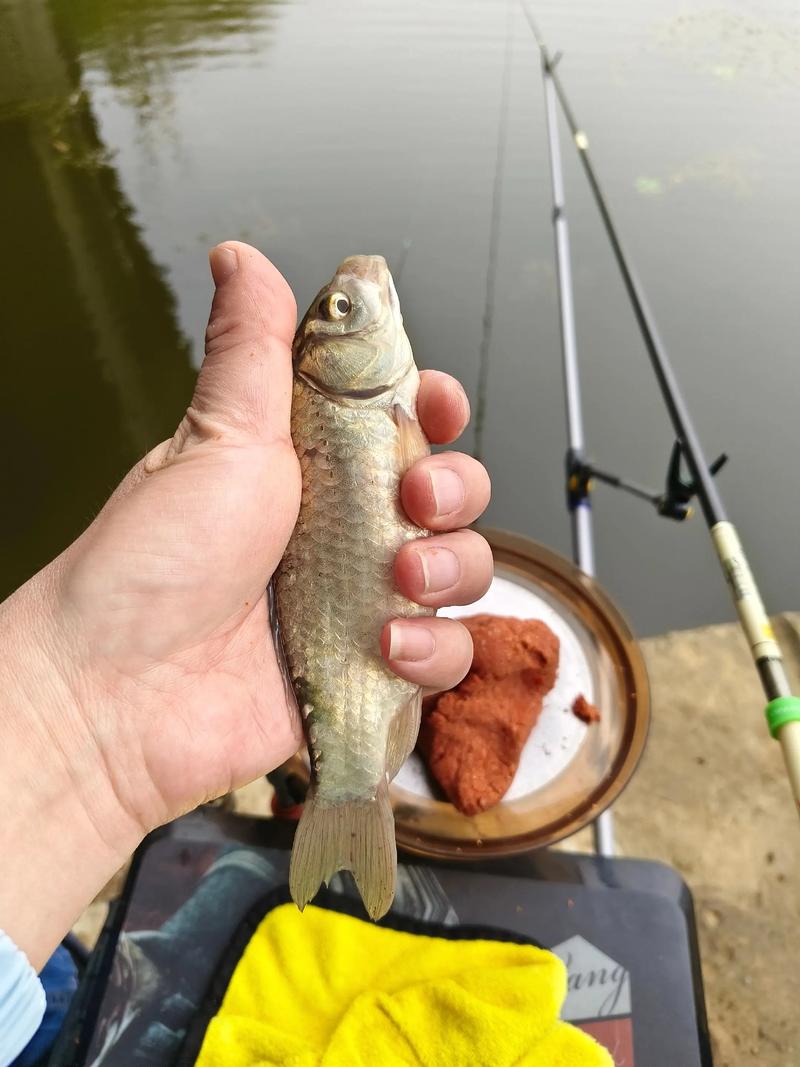 2025武汉鲫鱼价格会涨还是跌?-图3 2025武汉鲫鱼价格会涨还是跌?-图3