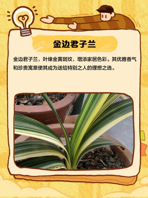 哪种君子兰品种颜值最高？-图3