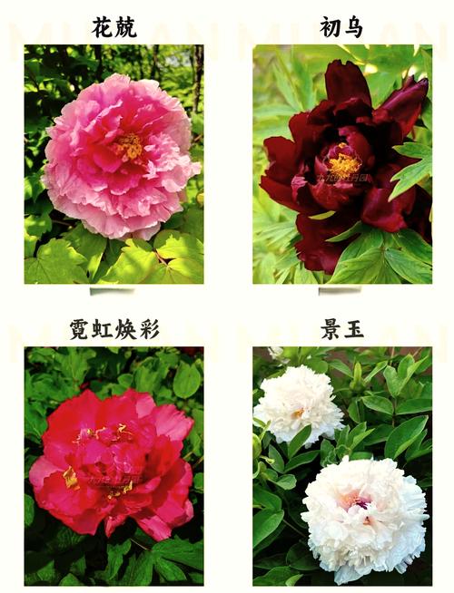 日本牡丹品种有哪些？-图1