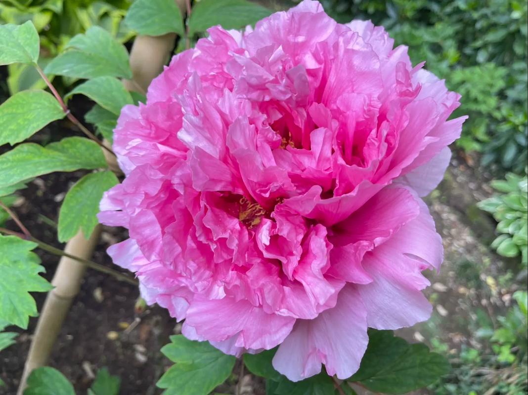 日本牡丹品种有哪些？-图2