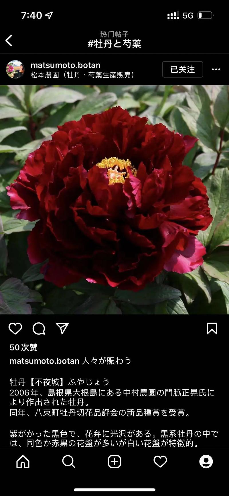 日本牡丹品种有哪些？-图3