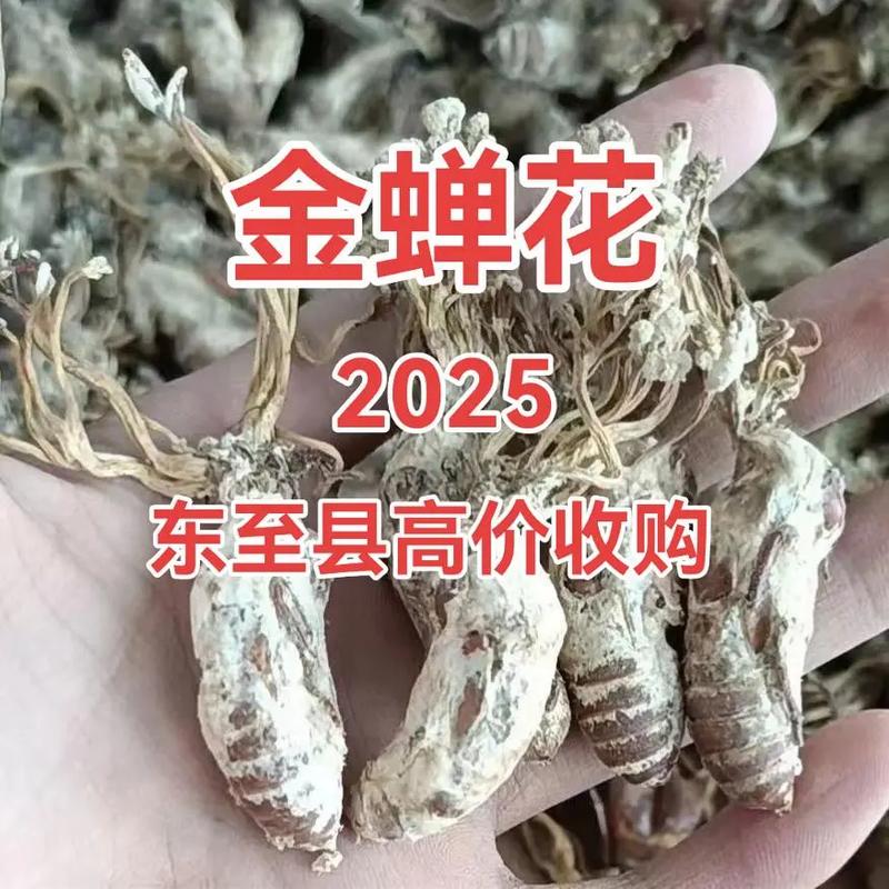 2025金蝉回收价多少钱一斤？-图1