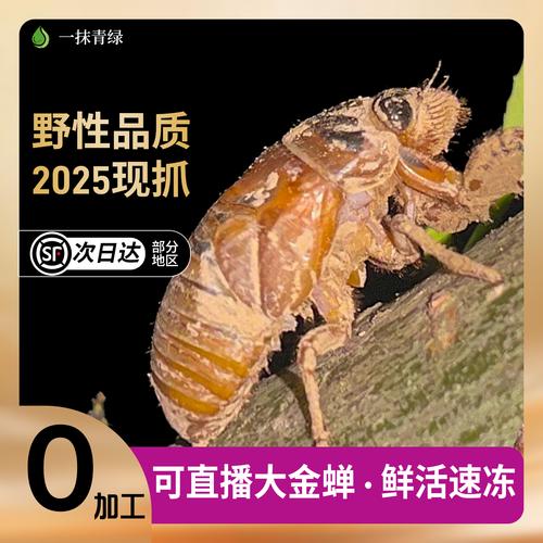 2025金蝉回收价多少钱一斤？-图3