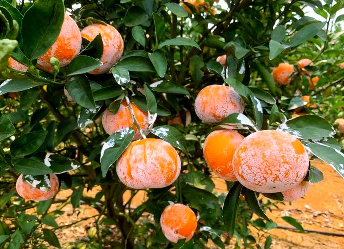 未来哪种柑桔品种最畅销？-图2