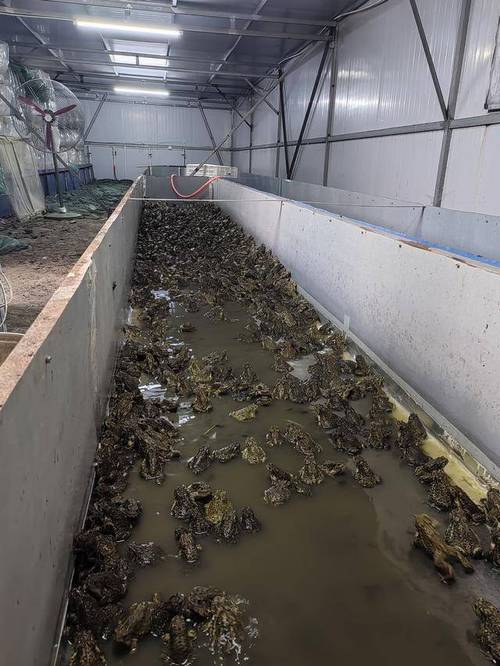 2025蟾蜍养殖价格-图1 2025蟾蜍养殖价格-图1