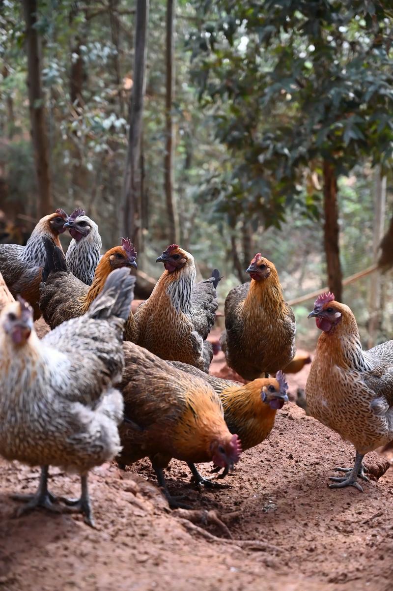 2025年成都土鸡价格会涨还是跌？-图3